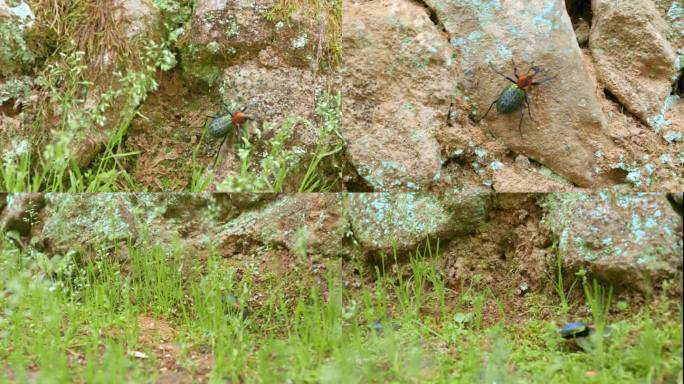 6K昆虫甲虫特写生命自然绿色植物微距实拍