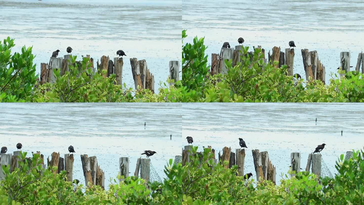 海边泥滩 绿叶丛中 白斑黑鹀 雀