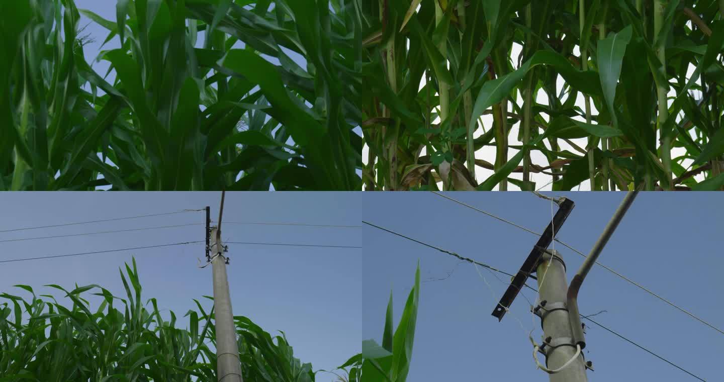乡村玉米地里的电线杆