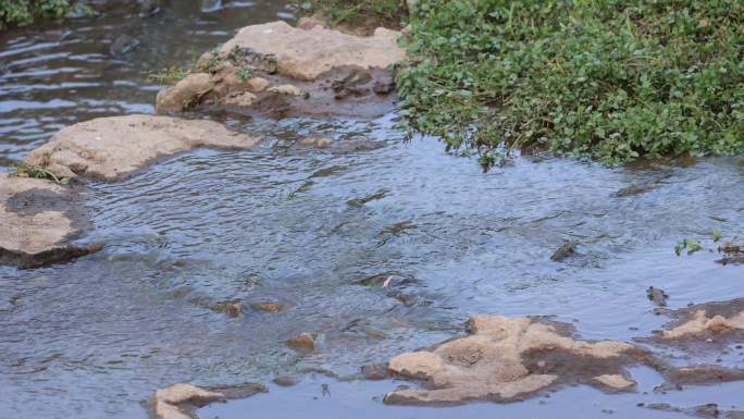水污染 河流垃圾  环境污染 污水排放