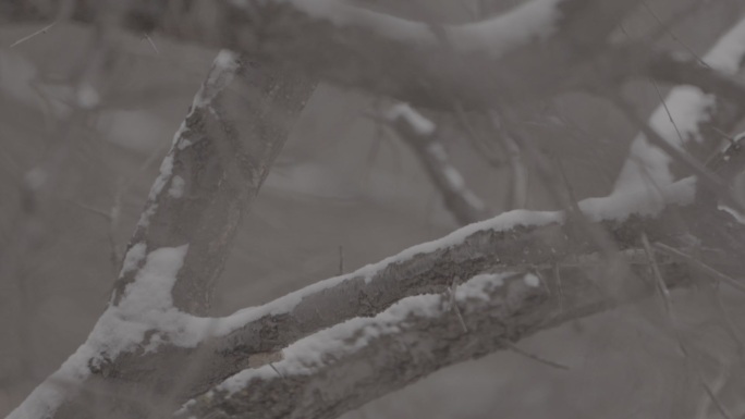 山地飘雪树林雪景树枝挂雪2