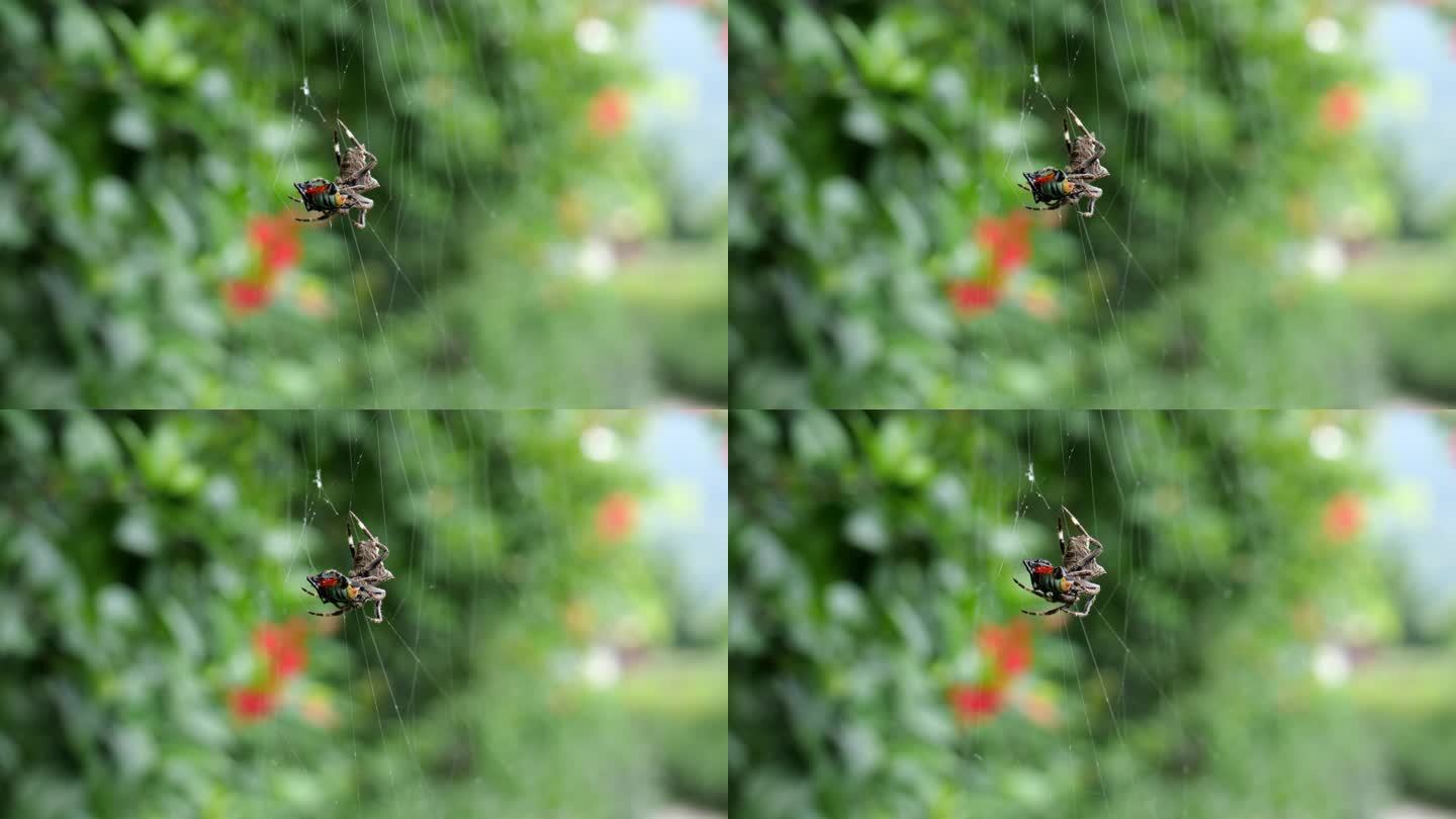 蜘蛛结网捕食