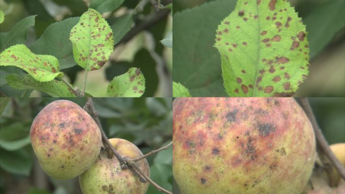 苹果褐斑病危害果实和叶片