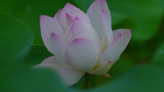 雨中的荷花、流水的荷叶