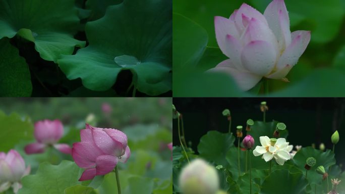 雨中的荷花、流水的荷叶