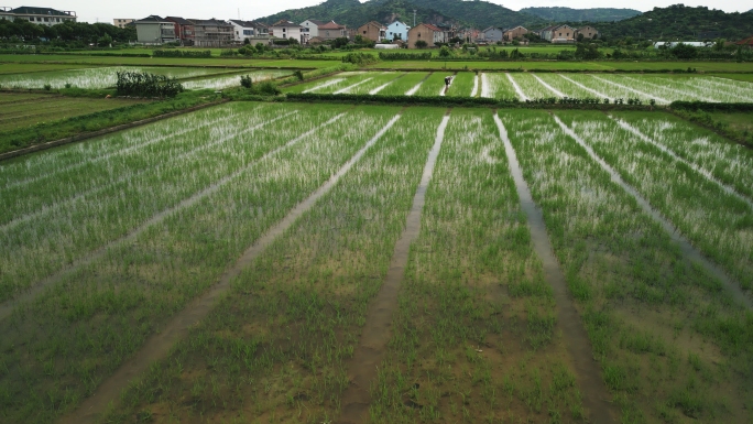 (合集)农民种水稻插秧航拍农业研学