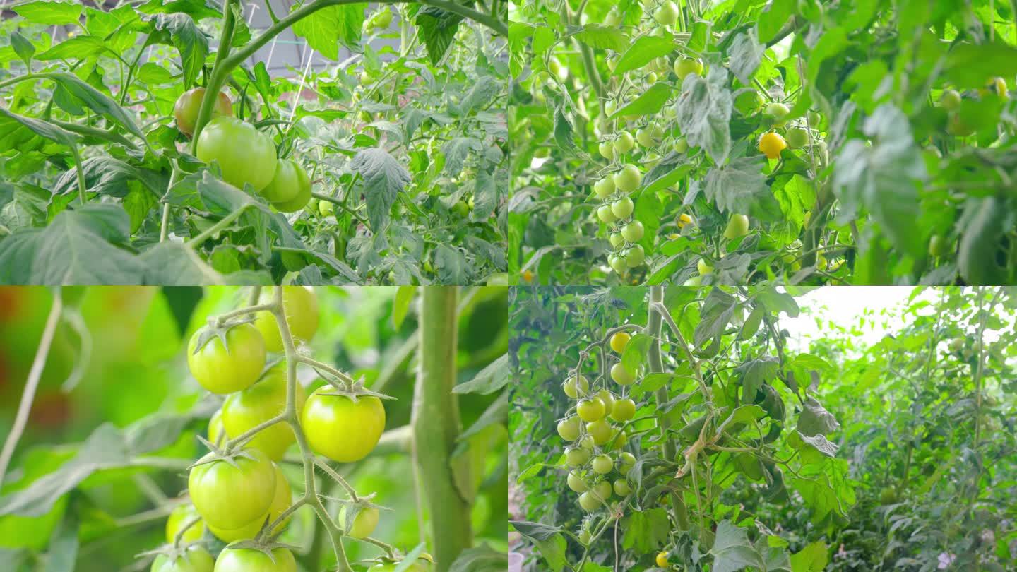 未成熟的西红柿8K