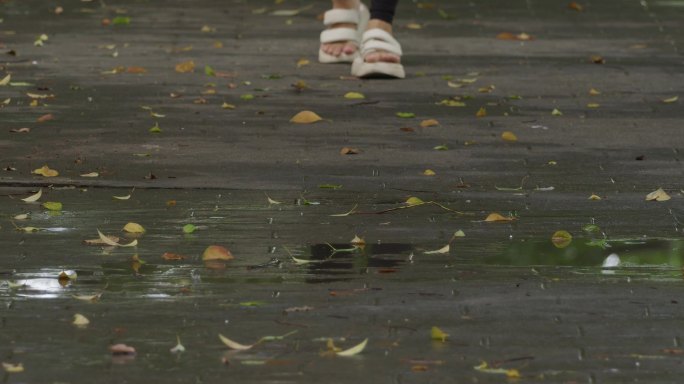 女性脚步走过雨后落叶地面【50p】