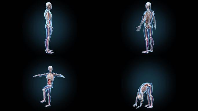 人体结构运动人体器官