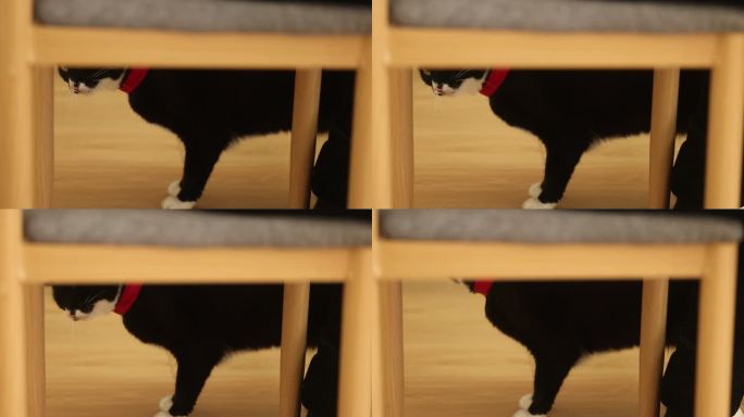 黑白猫宠物居家生活猫猫走动休息桌椅木地板