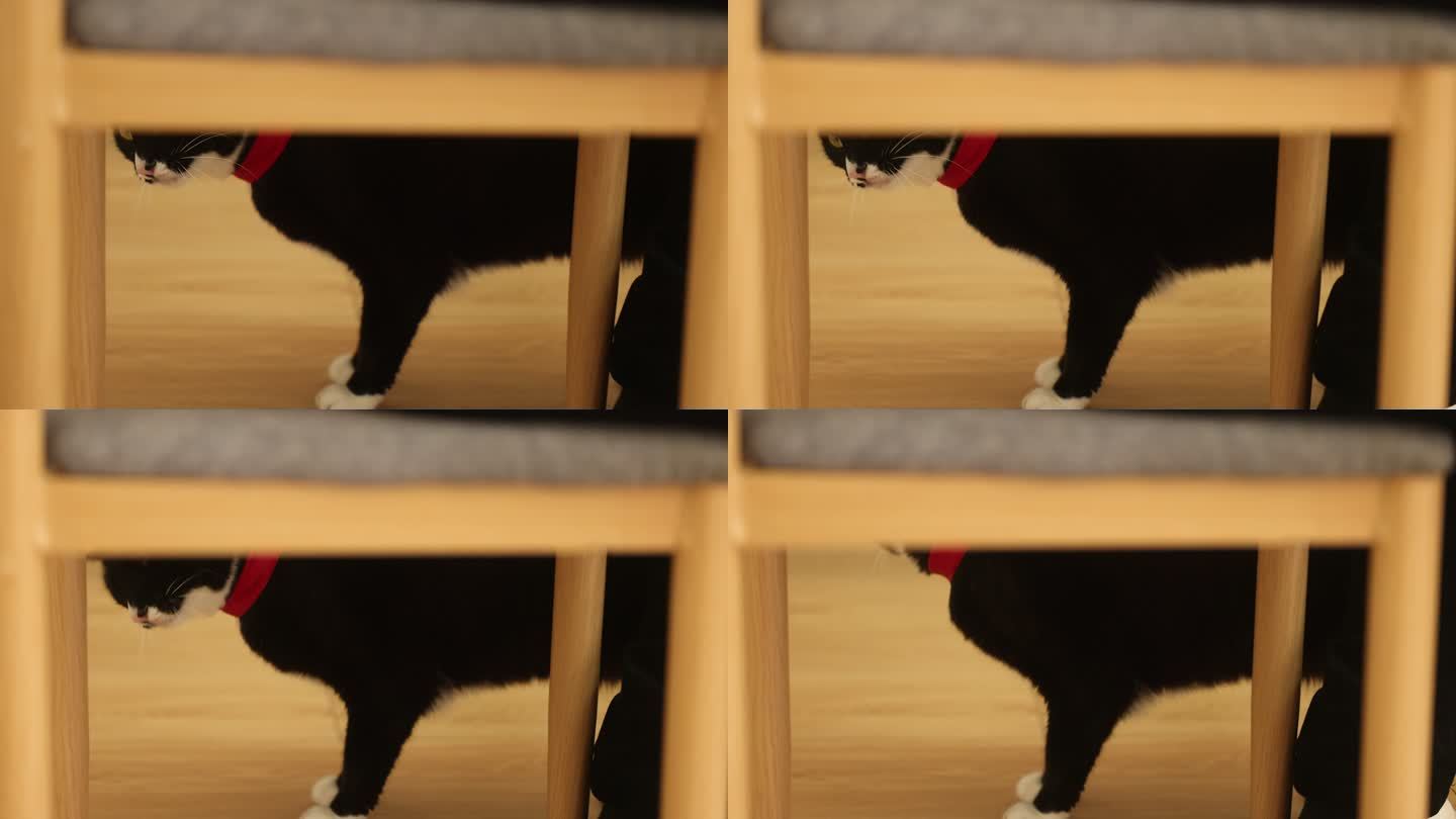 黑白猫宠物居家生活猫猫走动休息桌椅木地板