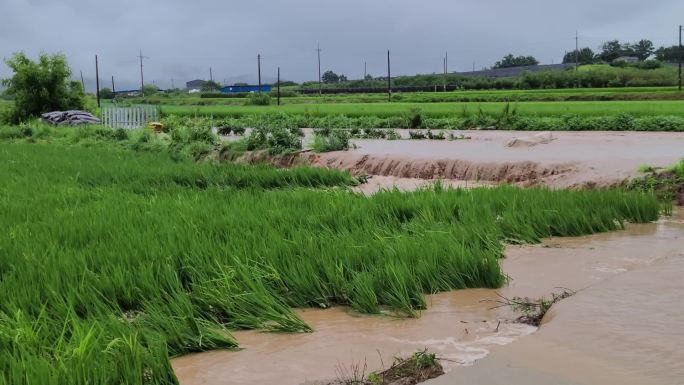 大暴雨洪水农田庄家洪水自然灾害