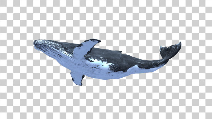 鲸鱼 通道