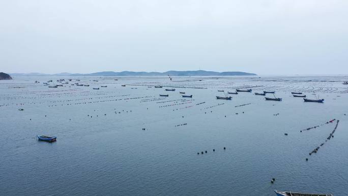 航拍渔船海水养殖区长海县海域海洋牧场