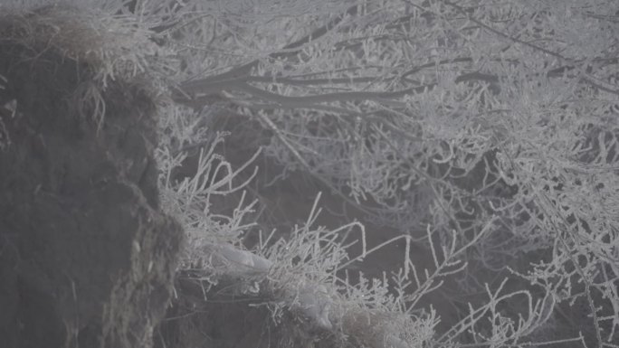 雪天雾凇雪松树枝美景