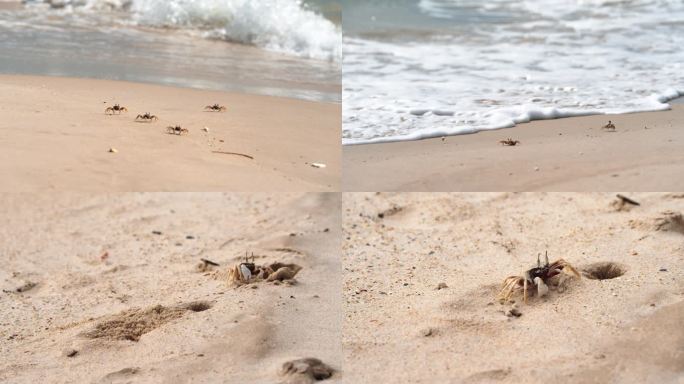 海滩沙蟹忙碌生活