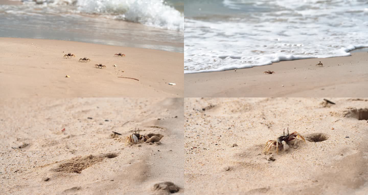 海滩沙蟹忙碌生活