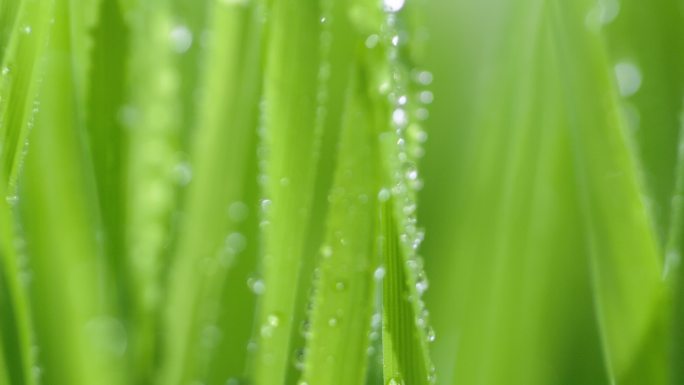 小草上的露水特写