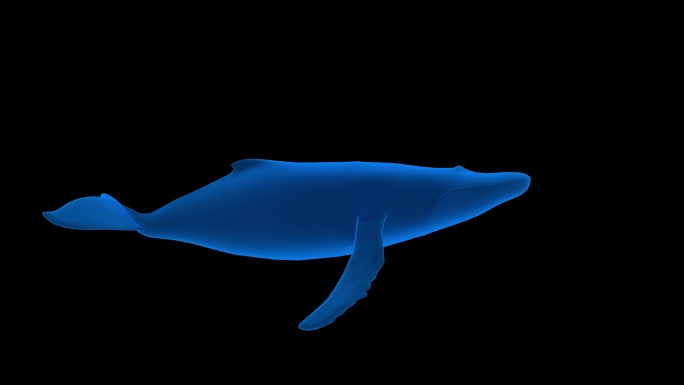 全息 鲸鱼1