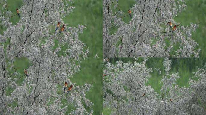 黄喉蜂虎沙枣树