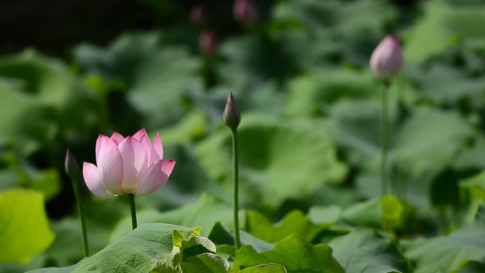 重庆北碚区歇马镇东风村白土坝社荷花盛开