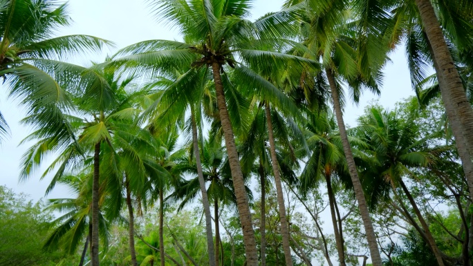 椰树沙滩 海边椰子树