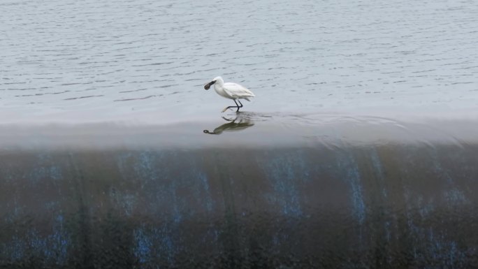 白鹭叼着泥鳅在水坝行走