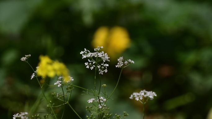 香菜花