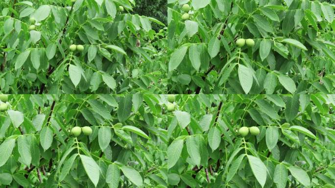 雨后青核桃