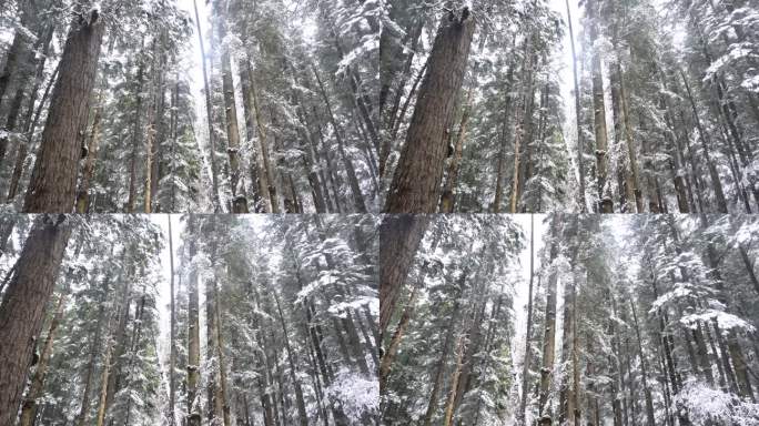 雪山落雪原始树林杉树