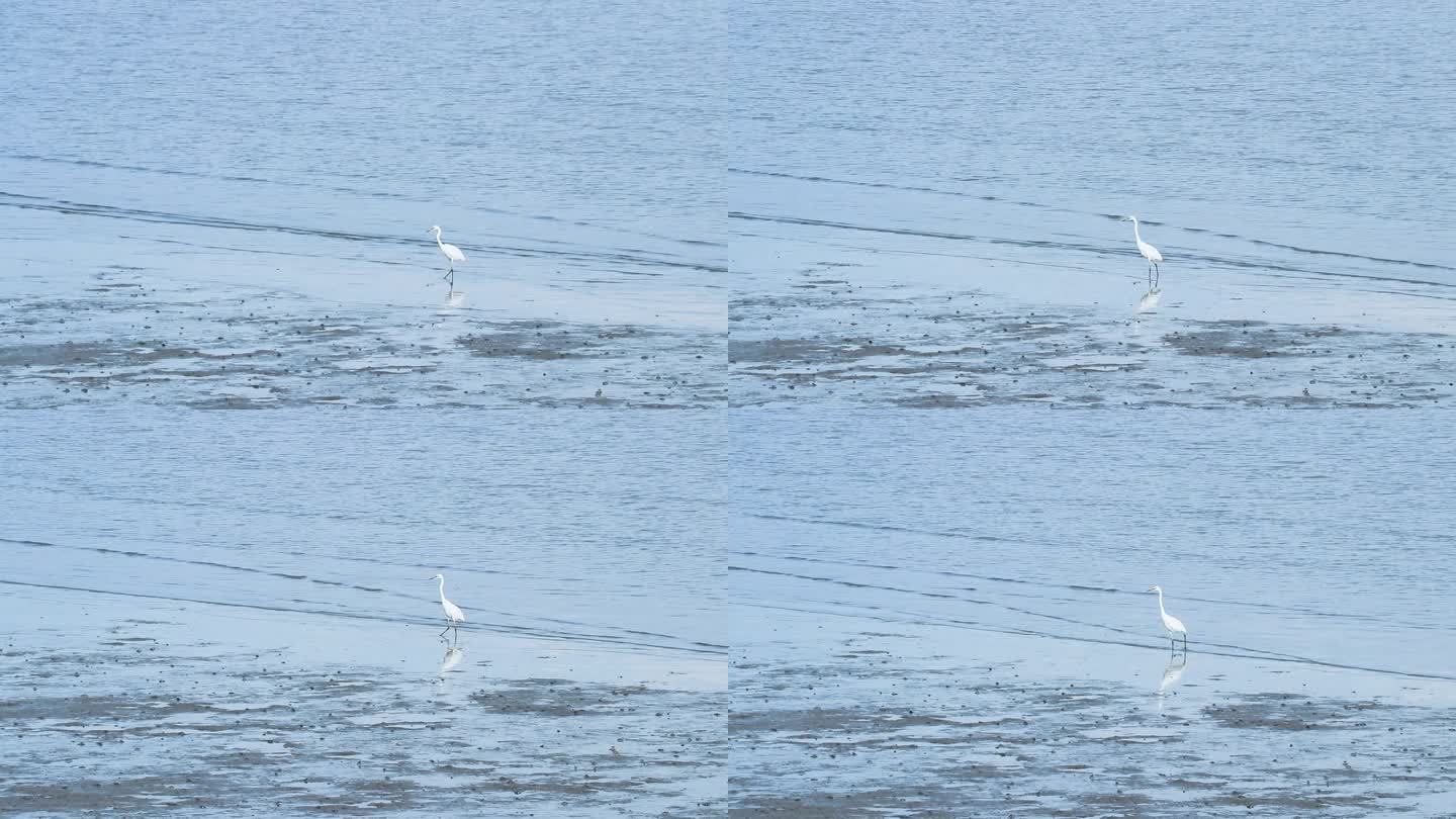 海边大白鹭捕鱼 觅食