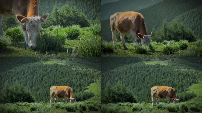 五台山草原牛