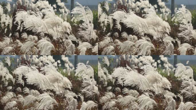 秋天风吹过田野白色芦花实拍原素材