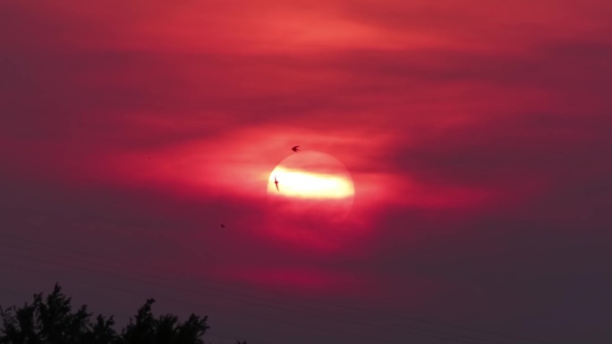 夕阳飞燕高清