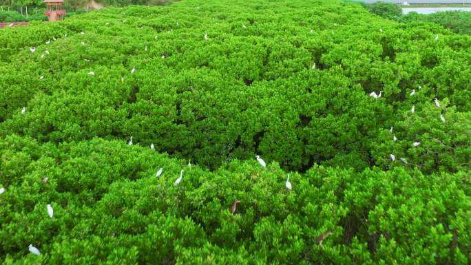 海边红树林 白鹭候鸟升格 栖息地航拍