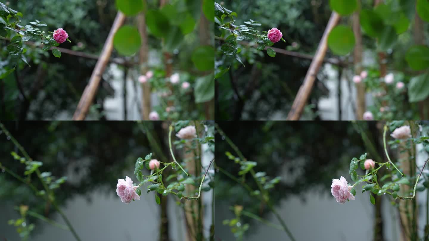 雨中蔷薇