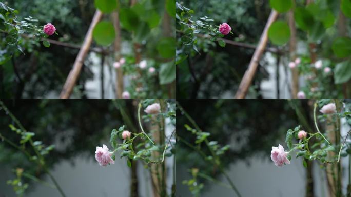 雨中蔷薇