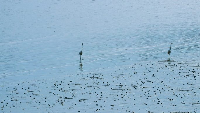 海边大白鹭捕鱼 觅食