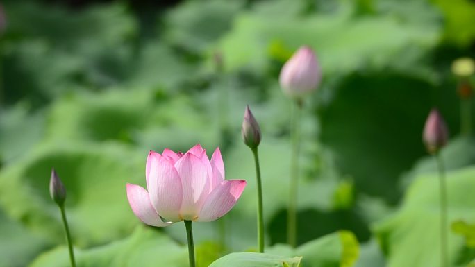 重庆北碚区歇马镇东风村白土坝社荷花盛开