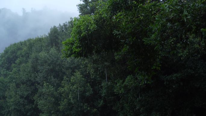 狂风暴雨，树枝摇曳