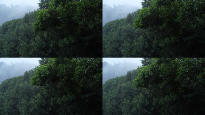 狂风暴雨，树枝摇曳