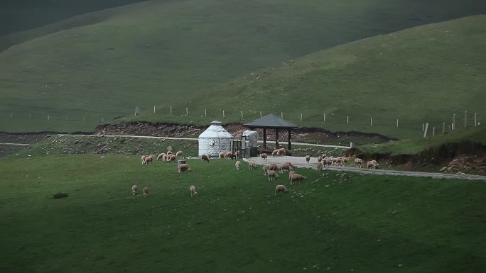 乡村振兴农业养殖草原牧区山坡吃草羊群近景