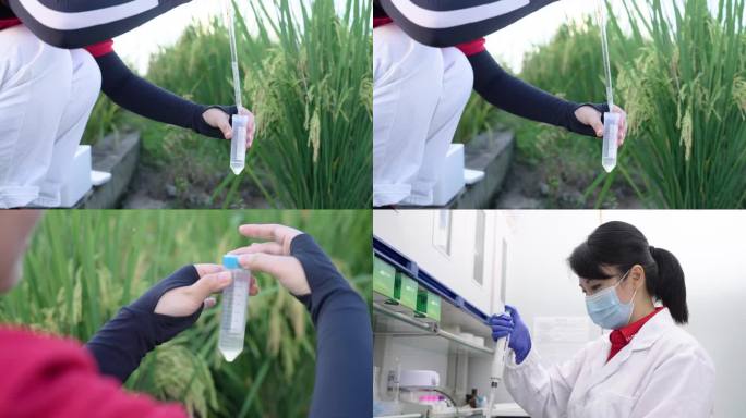 4k水稻水质检测