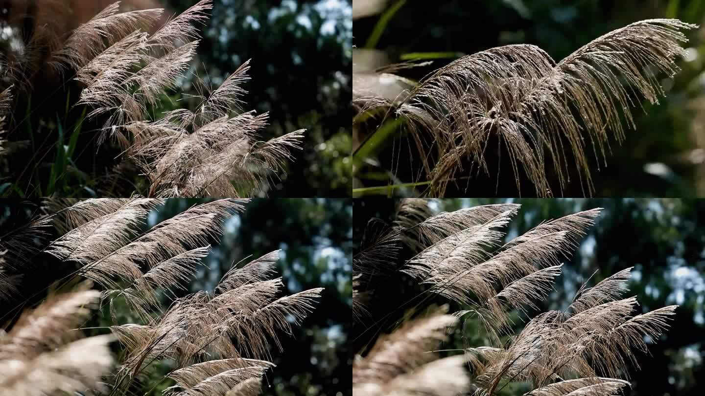 夏天的风吹动芒草唯美光影