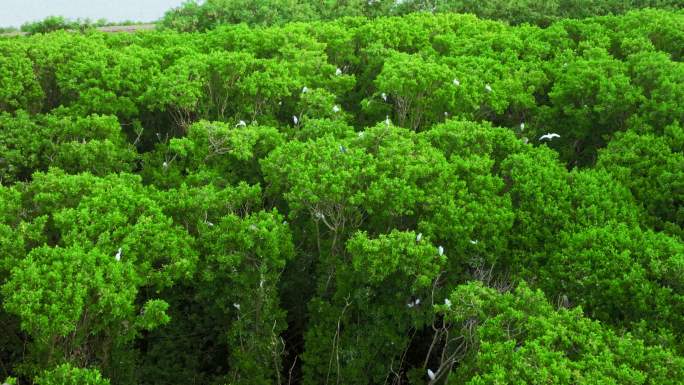 海边红树林 白鹭候鸟升格 栖息地航拍