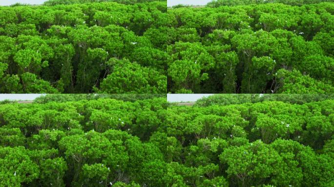 海边红树林 白鹭候鸟升格 栖息地航拍