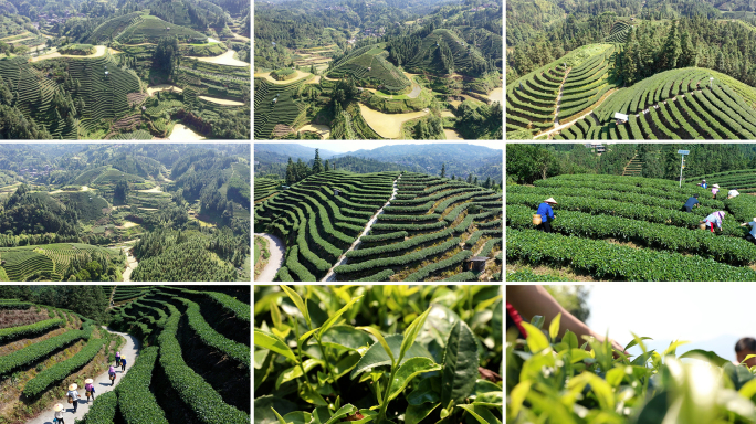 三江县茶山茶园采茶茶叶采茶人航拍