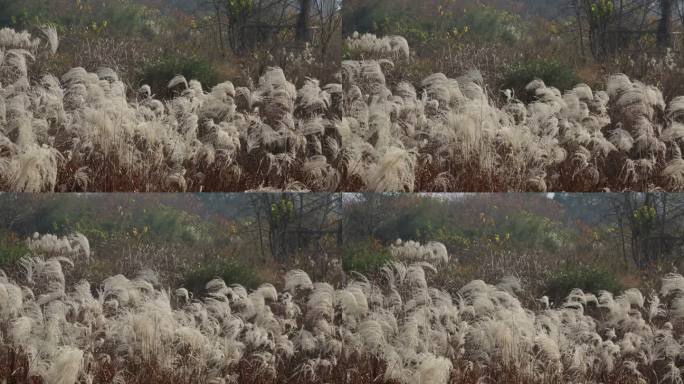 秋天秋风吹过白色芦花实拍