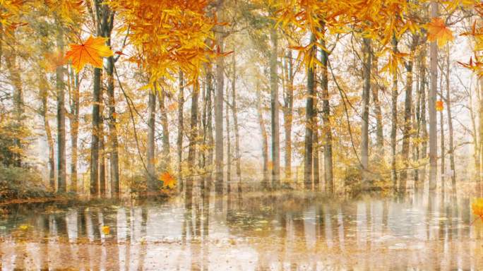 金色的秋 秋风 秋林 秋叶 秋天的树林