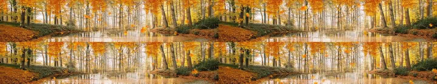 金色的秋 秋风 秋林 秋叶 秋天的树林